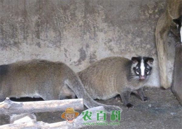 果子狸养殖冬休期的饲养管理