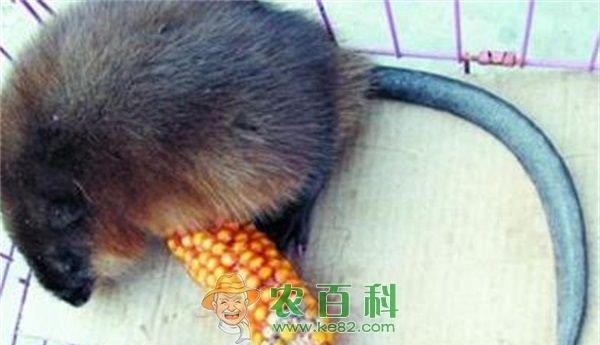 麝鼠皮冒充水貂皮