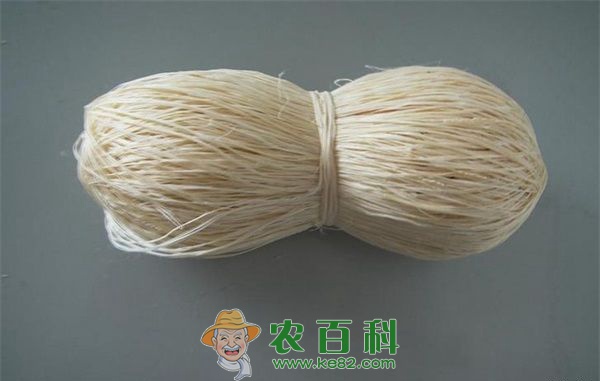 苎麻的种植栽培