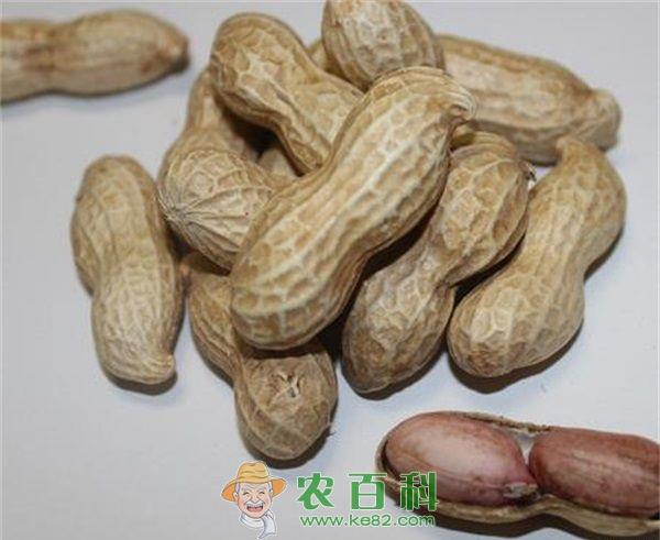 花生冠腐病的发生与预防