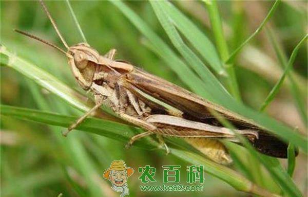 昌邑:害虫成了致富宝 蚂蚱养殖价格高 土客网网 昌邑:害虫成了致富宝 蚂蚱养殖价格高