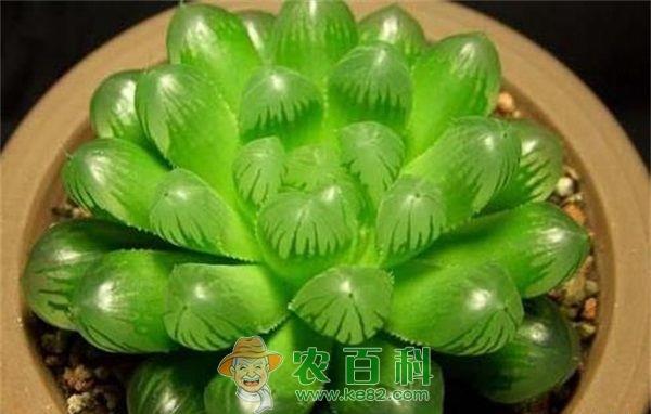冰灯玉露 冰灯玉露的日常养护方法和注意事项