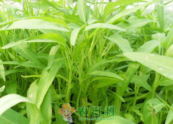 空心菜种植 土客网网 空心菜种植可获得不菲效益