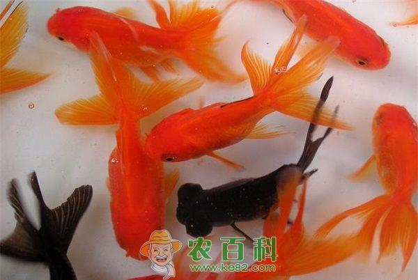 金鱼--土客网网 家庭饲养金鱼要掌握水质和水温
