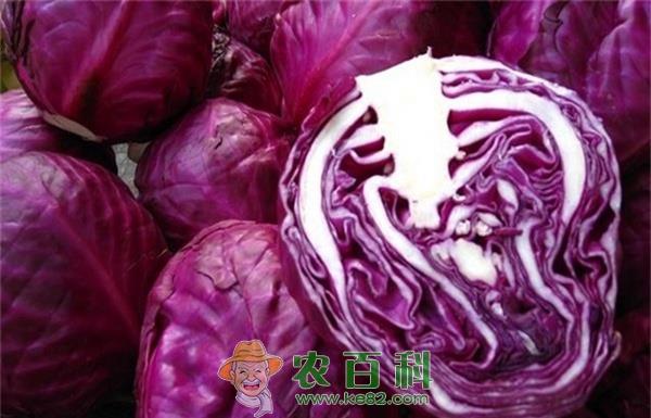 宁波象山县紫甘蓝已销售90%