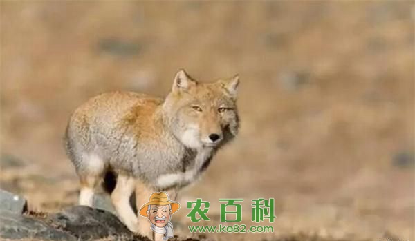 颜值最低的狐狸藏狐