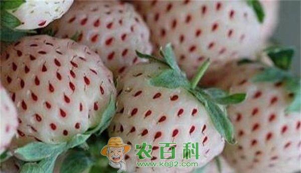 菠萝莓的形态特征