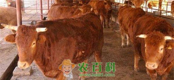 鲁西黄牛 杂交鲁西黄牛育肥技术要点