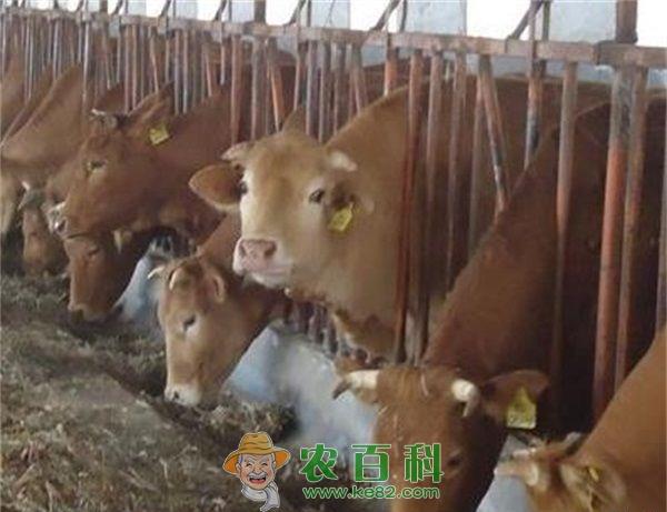 中国鲁西黄牛的代表性品种（三）