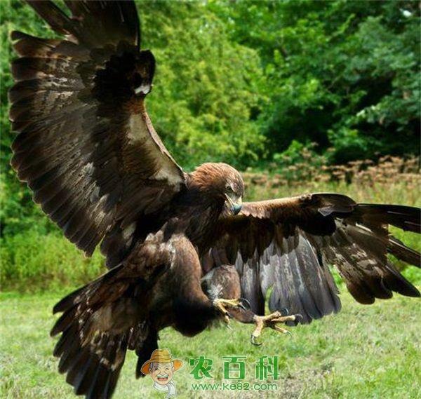 鹰的品种美洲角雕