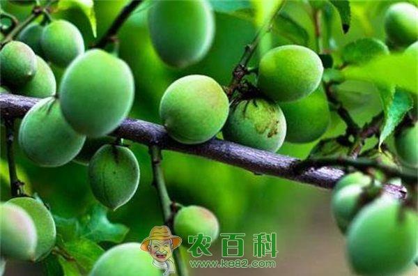 果梅育苗技术