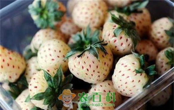 大棚有机菠萝莓种植要点