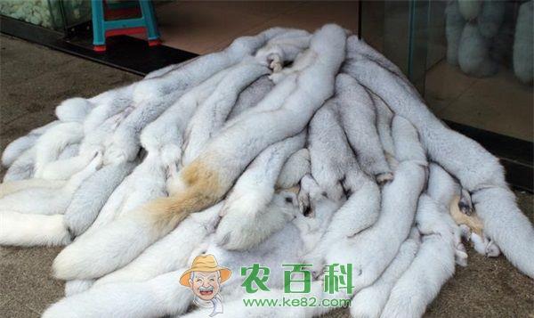 狐狸 狐狸饲养四要点