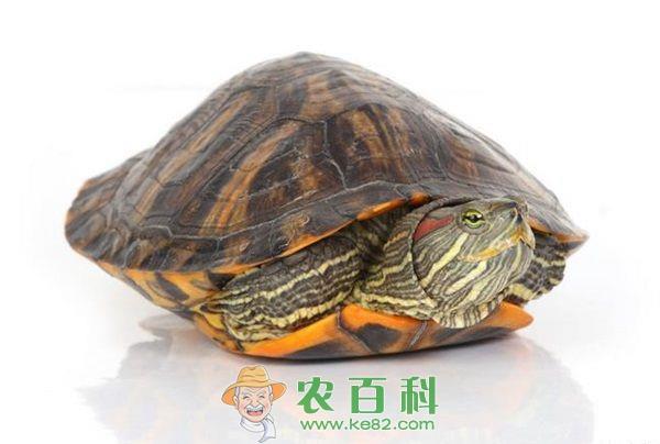 龟感冒的防治