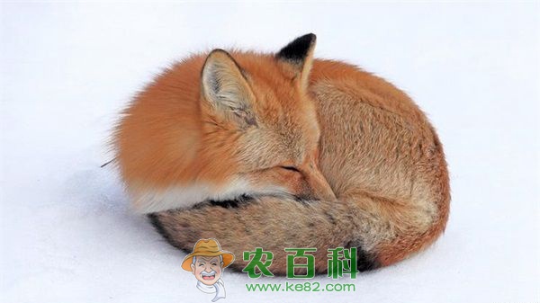 一个狐狸养殖户关于&ldquo;零皮草&rdquo;的看法