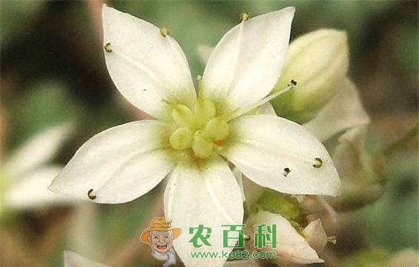 景天简介 景天简介