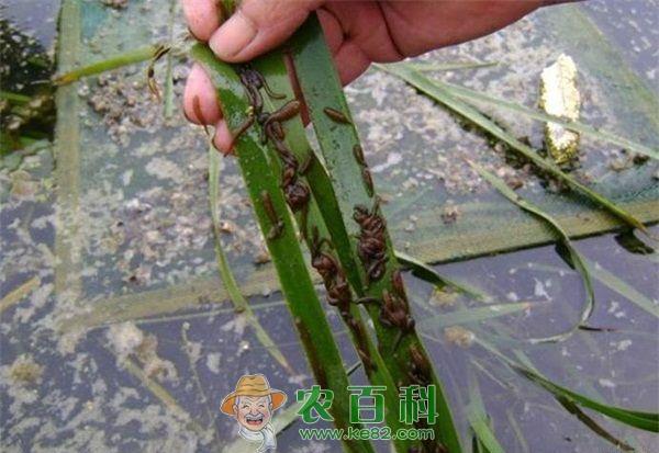 3亩4分田养殖水蛭第一年纯利润达26万