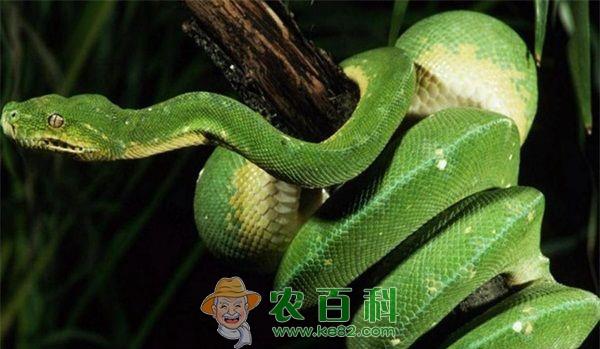 蛇 蛇人工繁养的管理技术要点