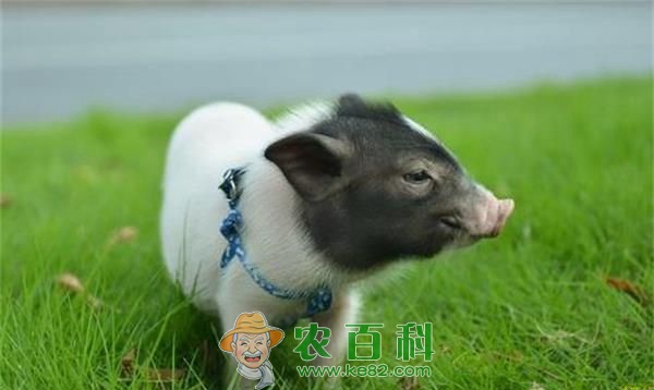 小香猪养殖带来大利润