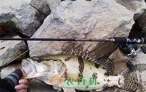 患病鳜鱼的状态