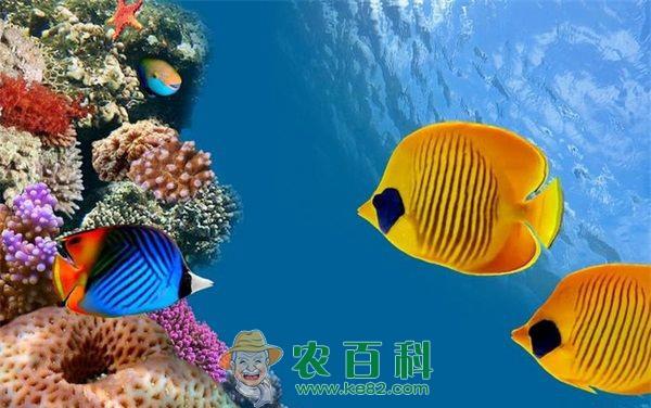 热带鱼 热电厂修机器热水断流热带鱼死亡