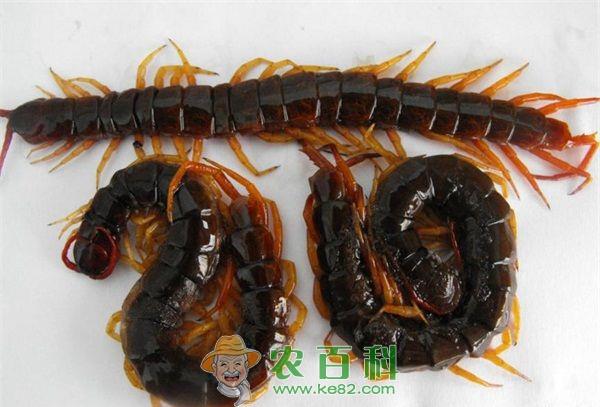 蜈蚣 蜈蚣绿霉病的症状与防治方法