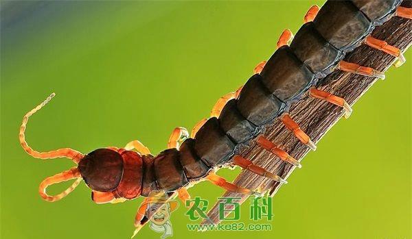 蜈蚣 养殖蜈蚣的科学技术