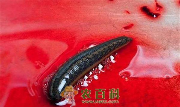 水蛭 水蛭致富 专家说养殖有风险