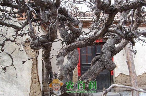 拐枣 拐枣育苗繁殖技术与功效