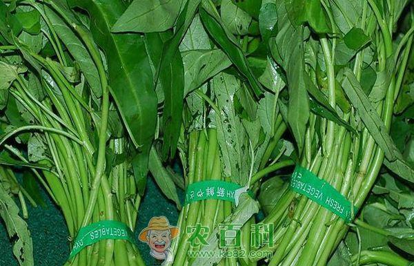 怎么挑选空心菜？