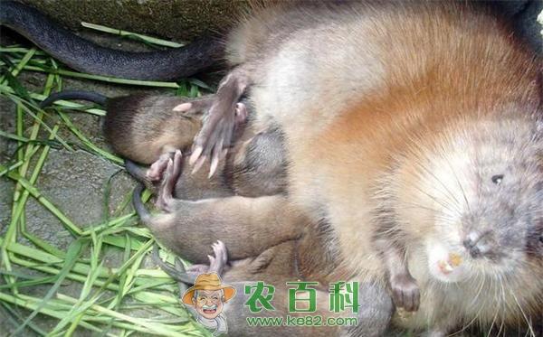 麝鼠养殖的安全高产技术