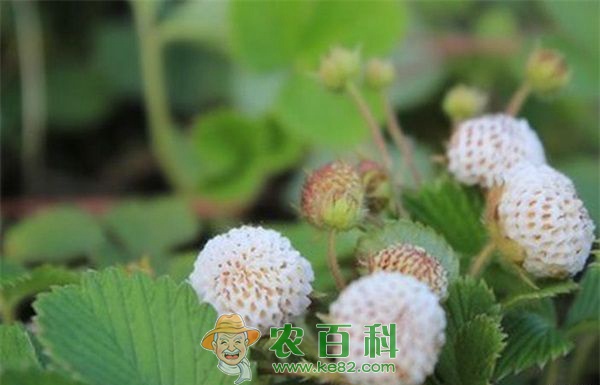 菠萝莓种植的注意事项