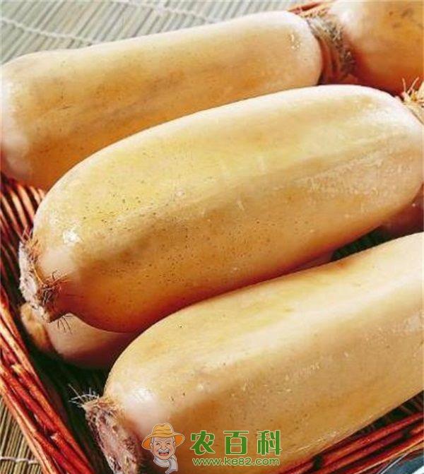 莲藕 第一部自走式水压莲藕掘取机