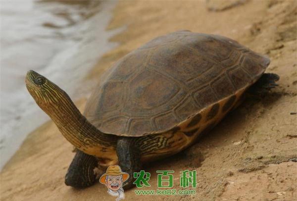 成年巴西龟的饲养注意事项