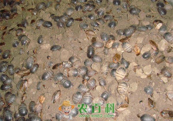 土元 养殖土元八个要点大家要掌握