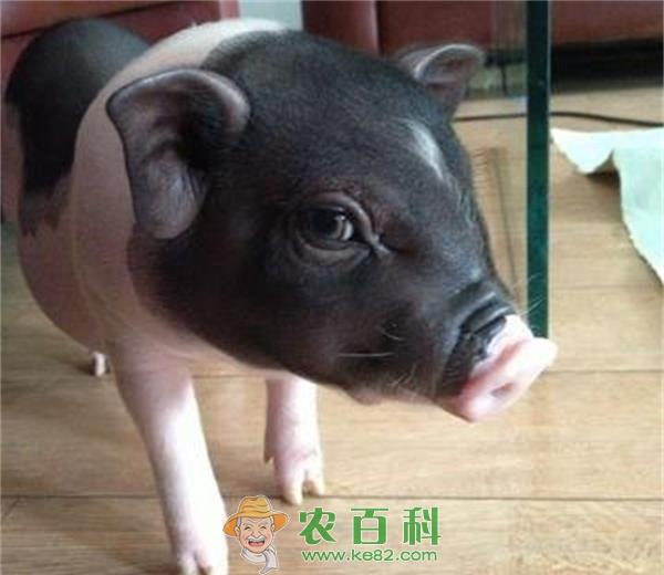 小香猪有哪些品种