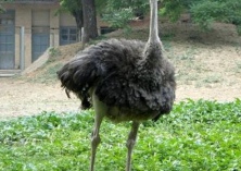 想带动更多的人养鸵鸟致富