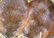 麝鼠养殖之麝鼠浑身都是宝