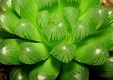 冰灯玉露怎么施肥