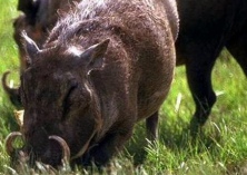 野猪养殖对维生素的要求