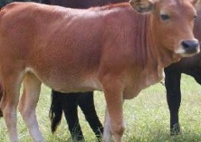 鲁西黄牛繁殖改良技术的应用(二)