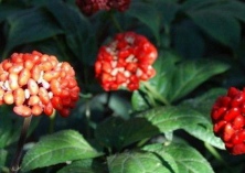 田七川贝雪梨的做法