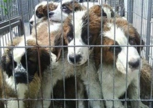 肉狗速肥讲技术