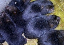 竹鼠人工哺乳技术