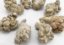 无花果种植的苗床处理