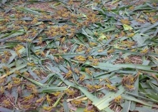 蚂蚱养殖的到底有多大的利润