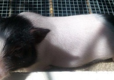 小香猪的辨认方法