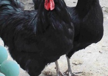 绿壳蛋鸡的养殖技术