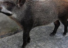 如何治疗野猪破伤风