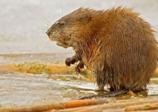 麝鼠养殖活动规律